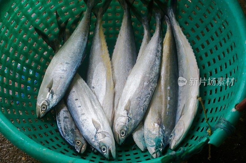 南印度喀拉拉邦科钦(Kochi / Cochin)的海鲜鱼市图片，新鲜捕捞的来自阿拉伯海的小型海洋鲑鲭鱼，装在绿色和红色的穿孔桶里，为印度的客户出售和烹饪